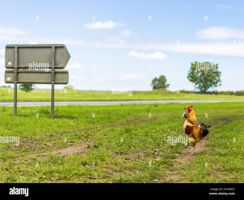 A look at chicken road game